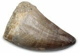 Fossil Mosasaur (Thalassotitan) Tooth - Morocco #384040-1